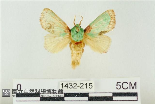基褐綠刺蛾藏品圖，第1張