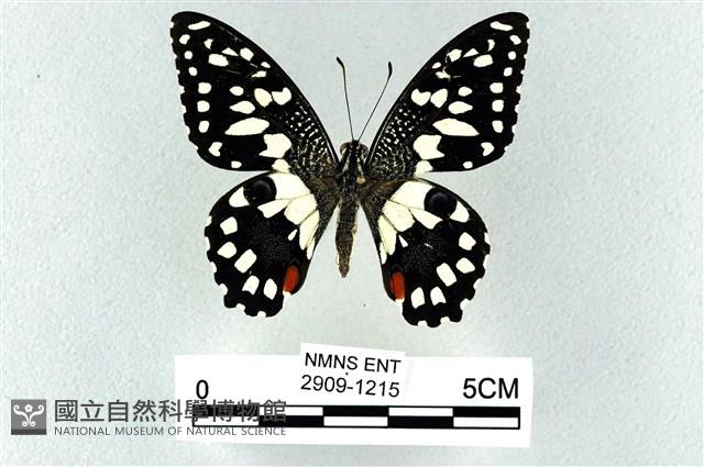 花鳳蝶、無尾鳳蝶藏品圖，第1張