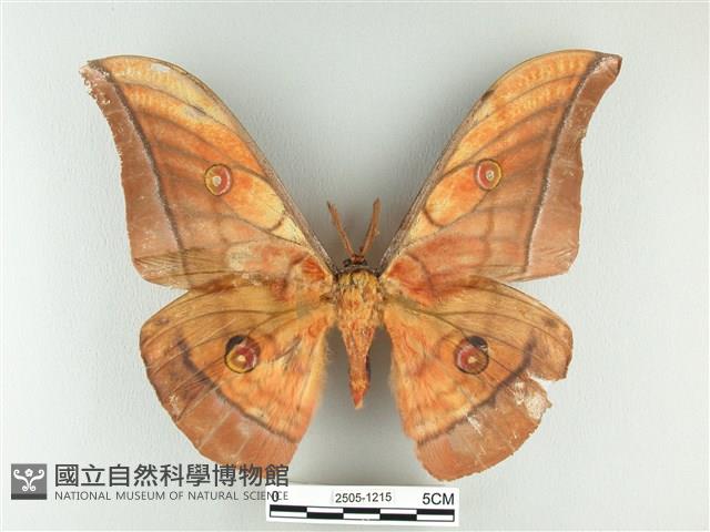大透目天蠶蛾藏品圖，第1張