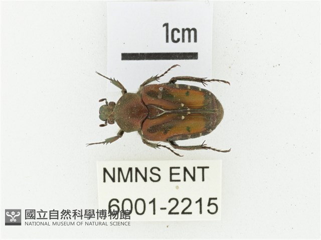 黑斑陷紋金龜藏品圖，第1張