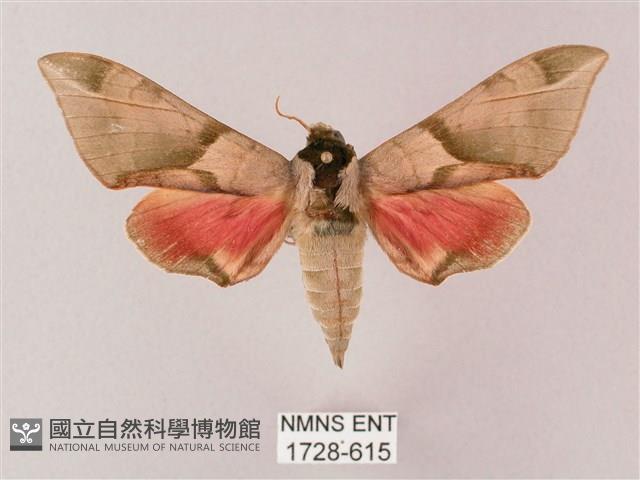 榆綠天蛾藏品圖，第1張