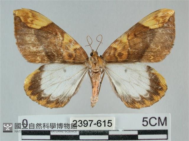 枯葉尺蛾藏品圖，第1張