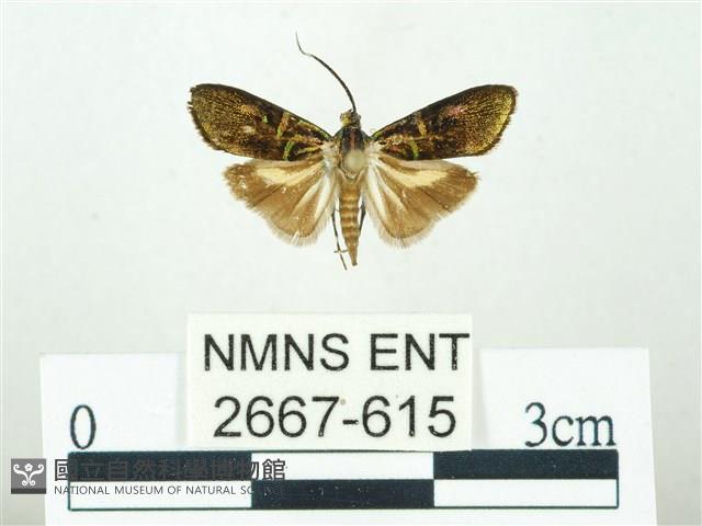 叉紋閃舞蛾藏品圖，第1張