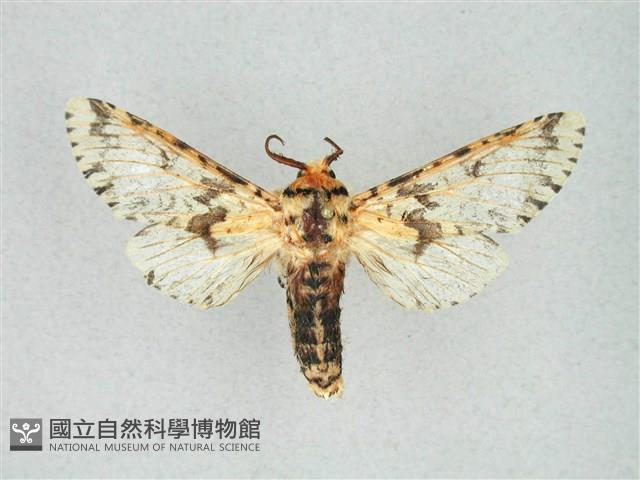 尖鋸舟蛾藏品圖，第1張