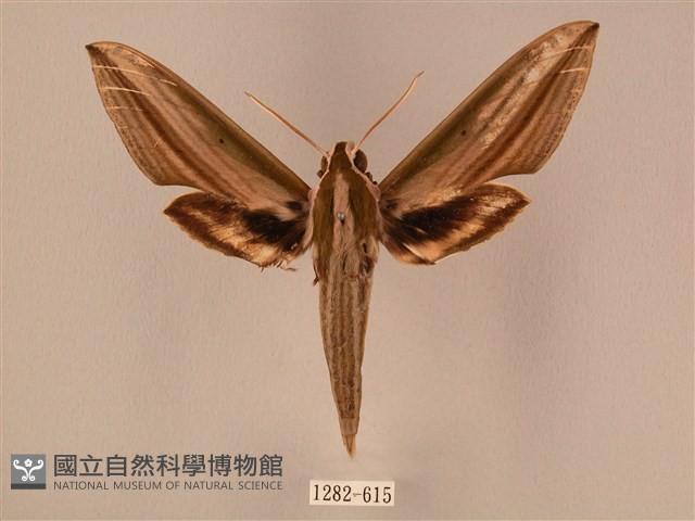 棕綠背線天蛾藏品圖，第1張