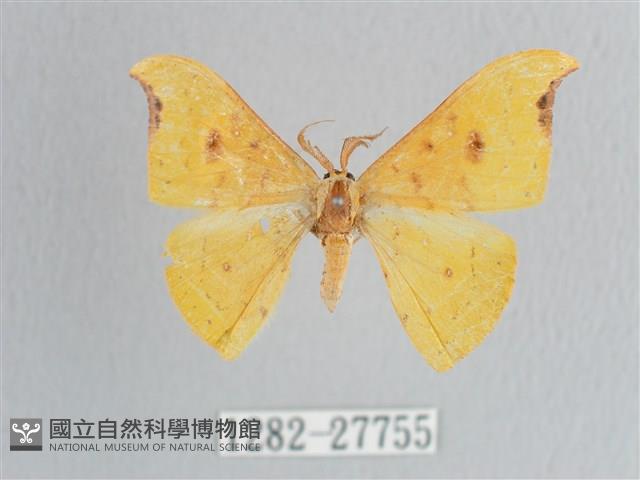 彎黑黃鉤蛾藏品圖，第1張