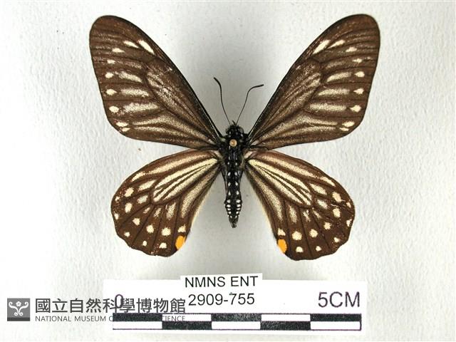 黃星斑鳳蝶藏品圖，第1張