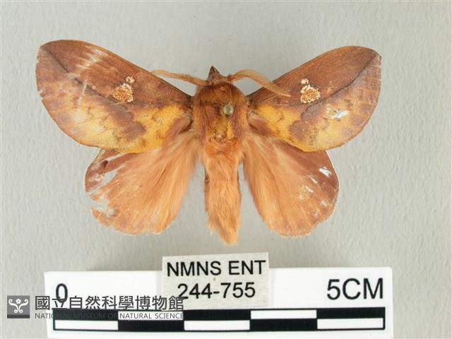 竹黃斜帶枯葉蛾藏品圖，第1張