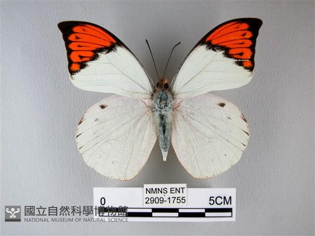 橙端粉蝶、端紅蝶藏品圖，第1張