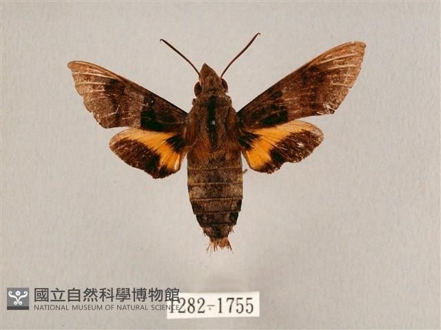 九節木長喙天蛾藏品圖，第1張