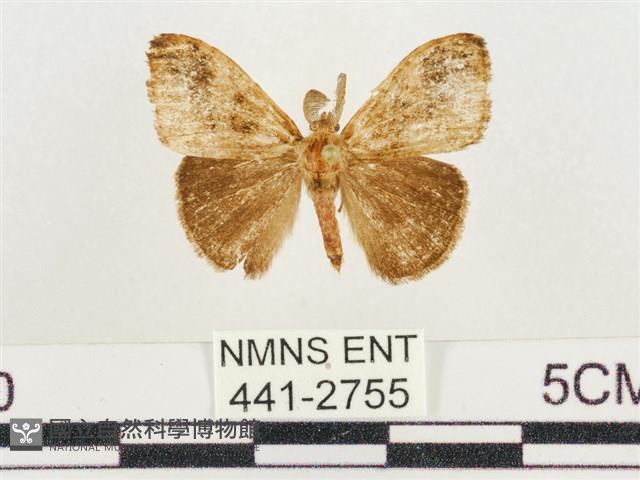 小白紋毒蛾藏品圖，第1張