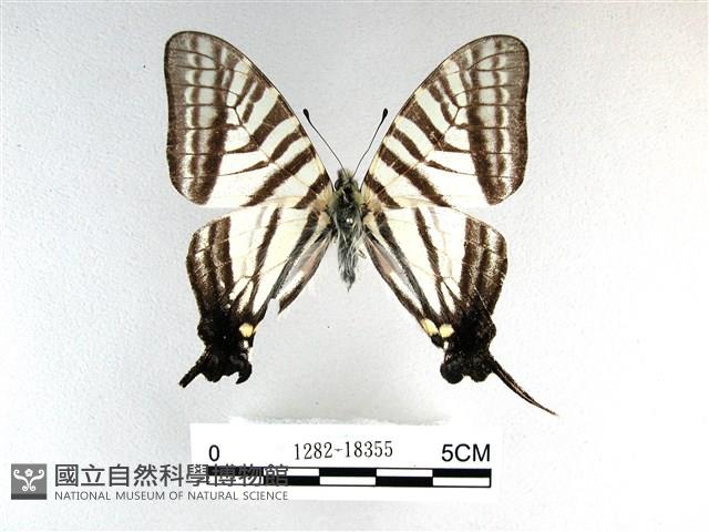 劍鳳蝶藏品圖，第1張
