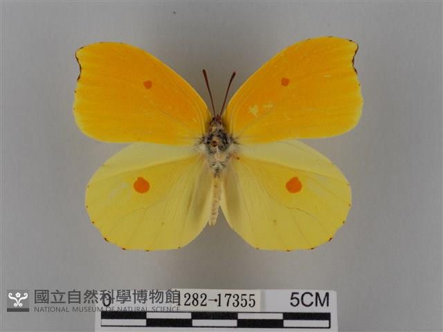 圓翅鉤粉蝶藏品圖，第1張