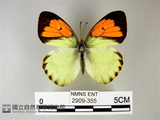 異粉蝶、雌白黃蝶藏品圖，第1張