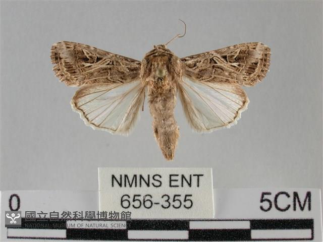 斜紋夜盜蛾藏品圖，第1張