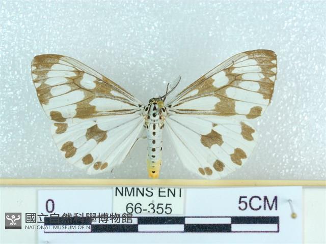 粉蝶燈蛾藏品圖，第1張