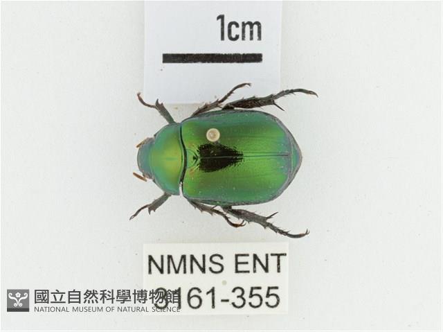 艷金龜藏品圖，第1張