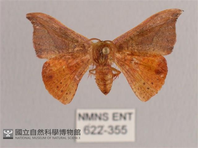 銀端帶鉤蛾藏品圖，第1張