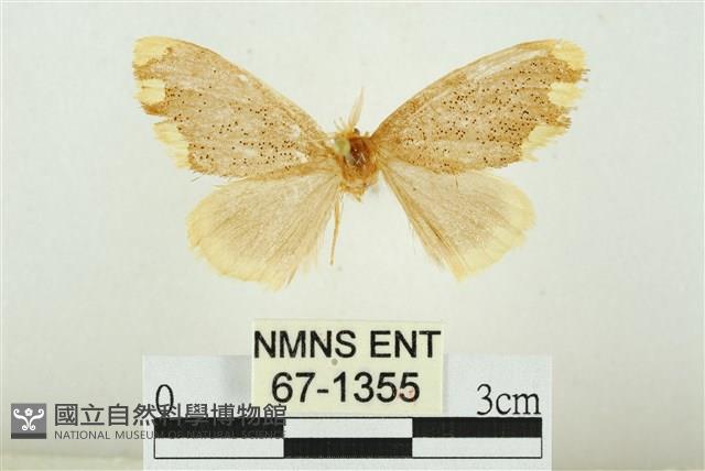 黑翅黃毒蛾藏品圖，第1張