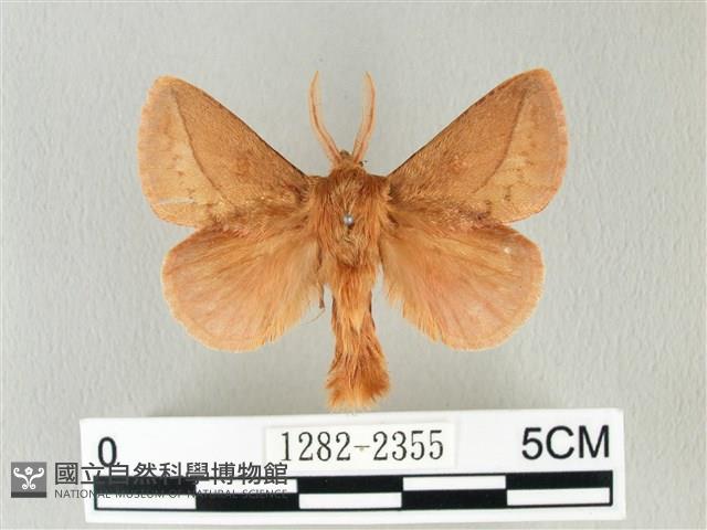 褐斜帶枯葉蛾藏品圖，第1張