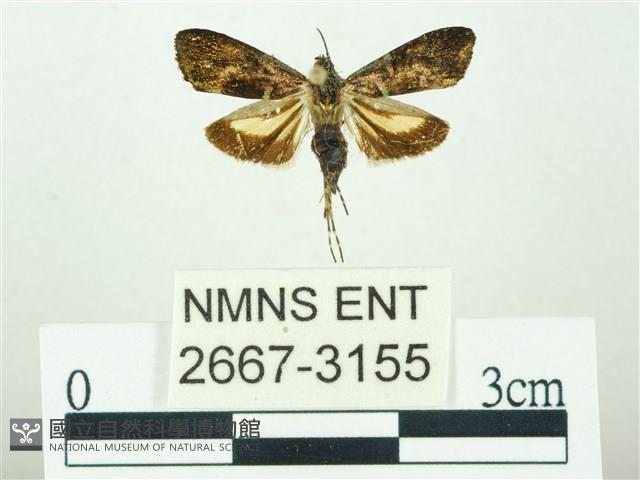 叉紋閃舞蛾藏品圖，第1張