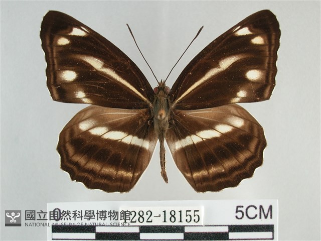 臺灣環蛺蝶藏品圖，第1張