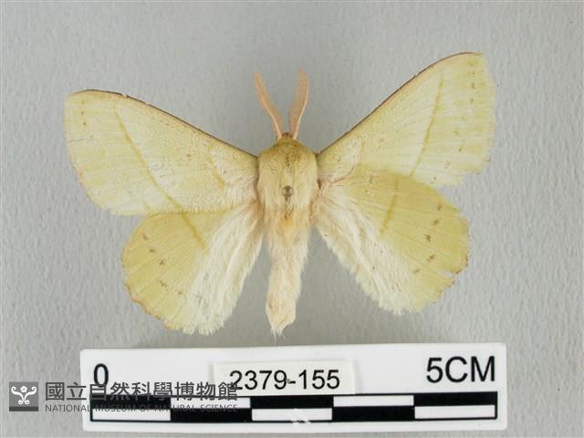 青枯葉蛾藏品圖，第1張