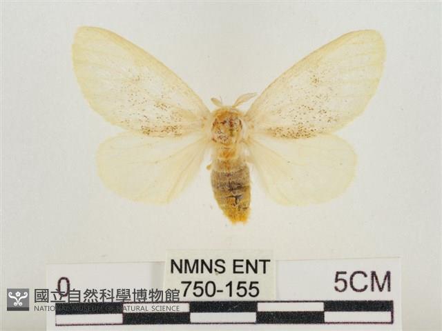 榕透翅毒蛾藏品圖，第1張