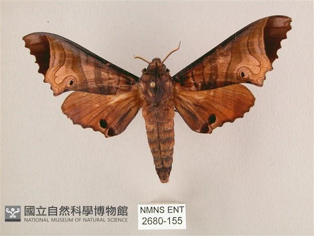 黑角六點天蛾藏品圖，第1張