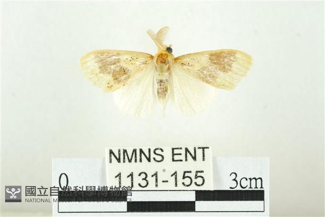 寬紋黃毒蛾藏品圖，第1張