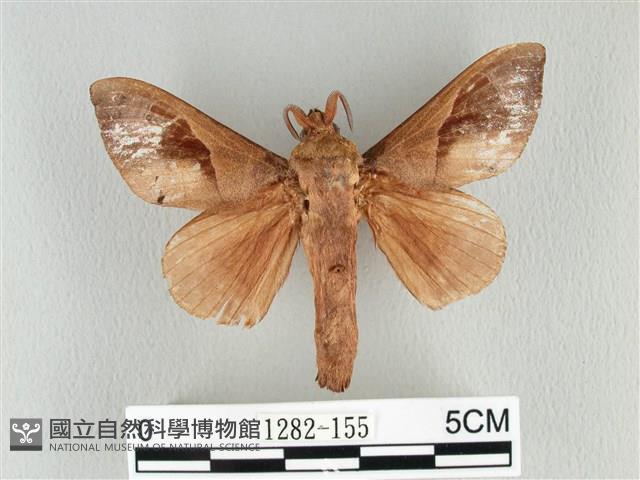 大褐斑枯葉蛾藏品圖，第1張