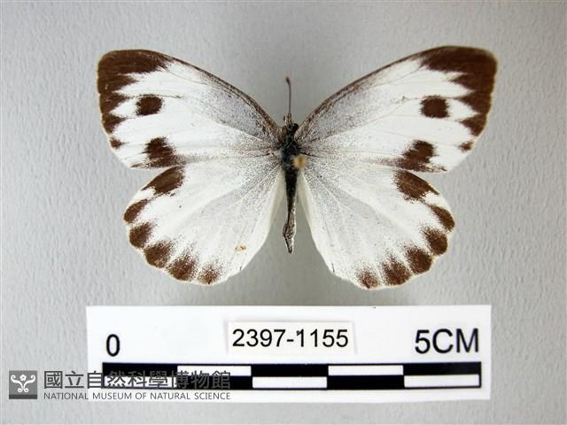 緣點白粉蝶藏品圖，第1張
