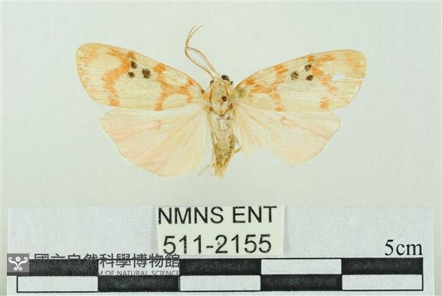 臺雪苔蛾藏品圖，第1張