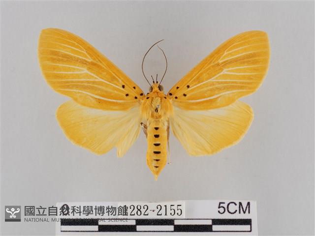 橙擬燈蛾藏品圖，第1張