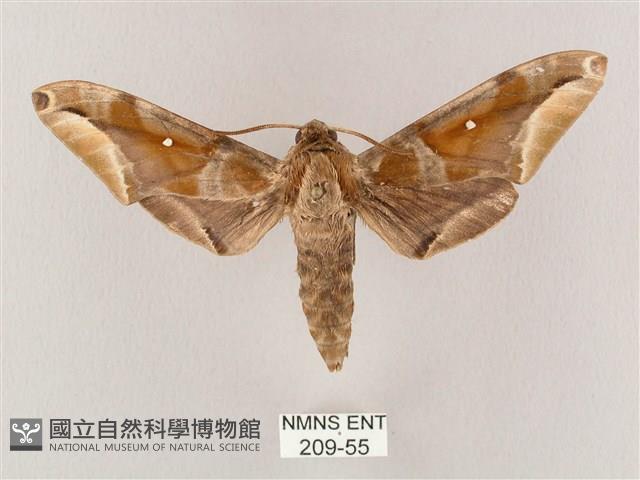 白點天蛾 藏品圖，第1張