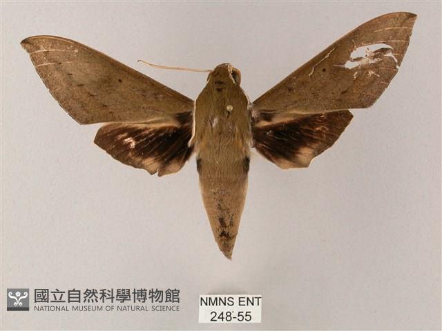 間斷斜紋天蛾藏品圖，第1張