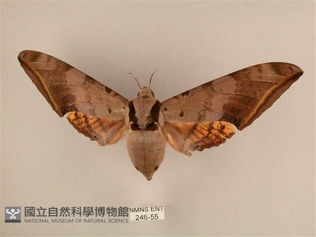 臺灣鷹翅天蛾藏品圖，第1張