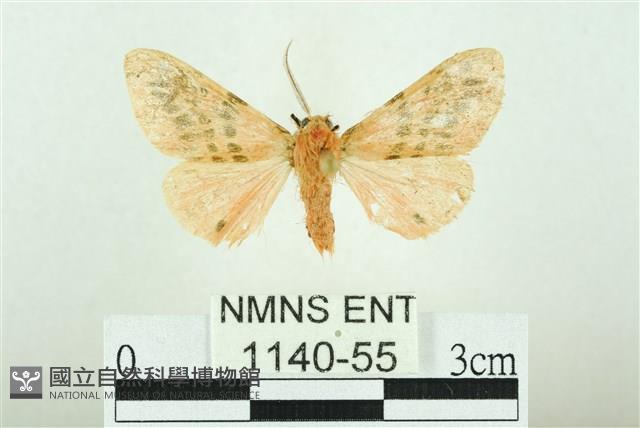 三條橙燈蛾藏品圖，第1張