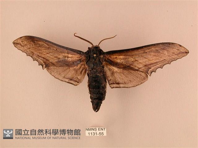 臺灣鋸翅天蛾藏品圖，第1張