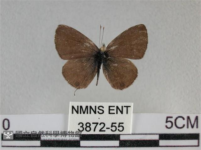 波灰蝶藏品圖，第1張