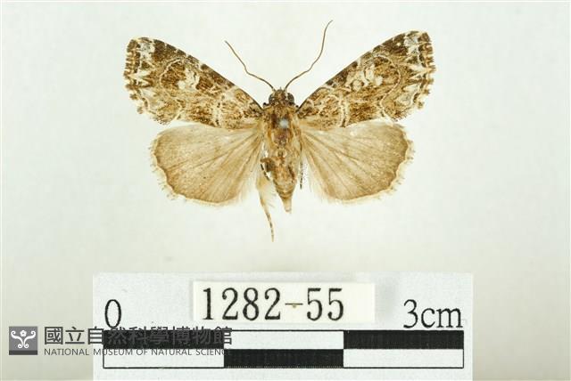 白斑散紋夜蛾藏品圖，第1張