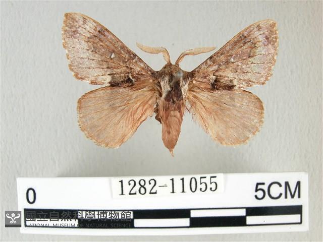 銀肩枯葉蛾藏品圖，第1張