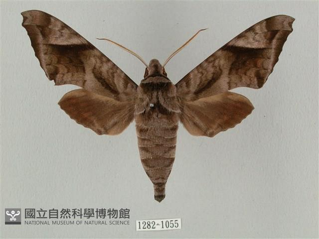 全緣缺角天蛾藏品圖，第1張