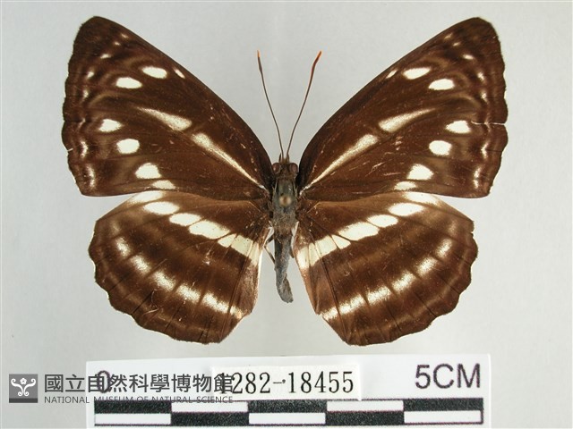 細帶環蛺蝶藏品圖，第1張