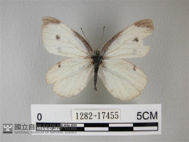 白粉蝶、紋白蝶藏品圖，第1張