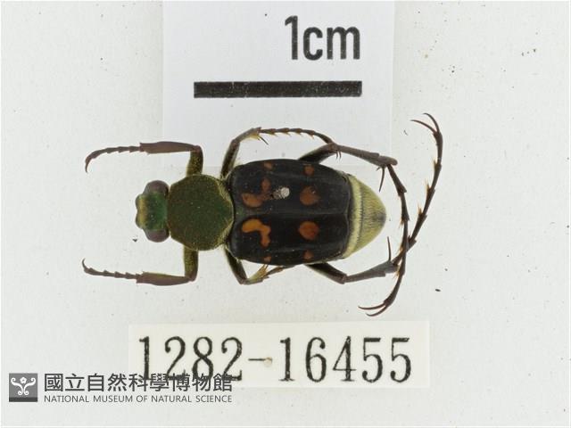 黃肩長腳花金龜藏品圖，第1張