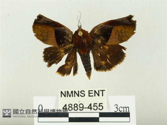 燄駝蛾藏品圖，第1張