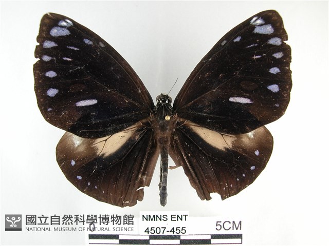 圓翅紫斑蝶藏品圖，第1張