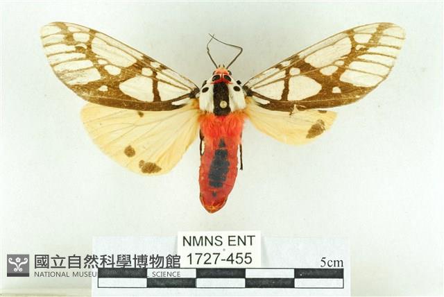 乳白斑燈蛾藏品圖，第1張