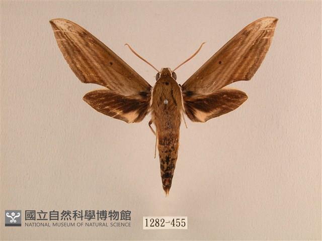 背線天蛾藏品圖，第1張